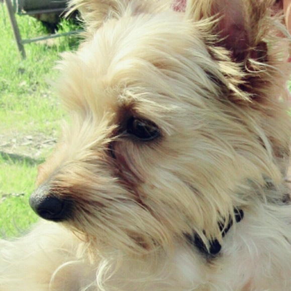 Meet your Posher, Kashi - Picture 1 of 1